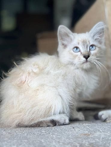 кошки парода: Возьмите кошку - котят в добрые руки! Котятки с голубыми глазами и — 4