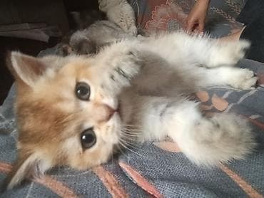 продаю мёд: Скотиш Страйт (Шотландская прямоухая), 1 месяц, Мальчик, Золотая шиншилла, Приучена к лотку — 2