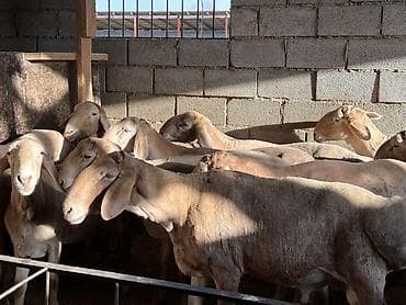 Продаю | Баран (самец) | На забой