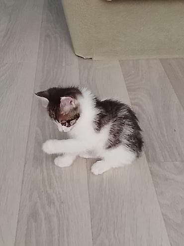 Кошки: Котята, домашние, ласковые и игривые. Дата выпуска 13 апреля — 4
