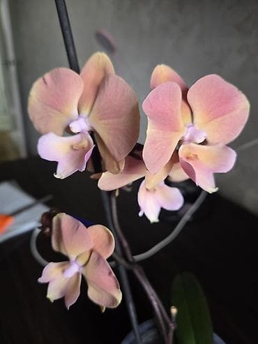 Комнатные растения: Вриезия/гусмания в горшках - Яркая бромелия с красно‑желтым — 3