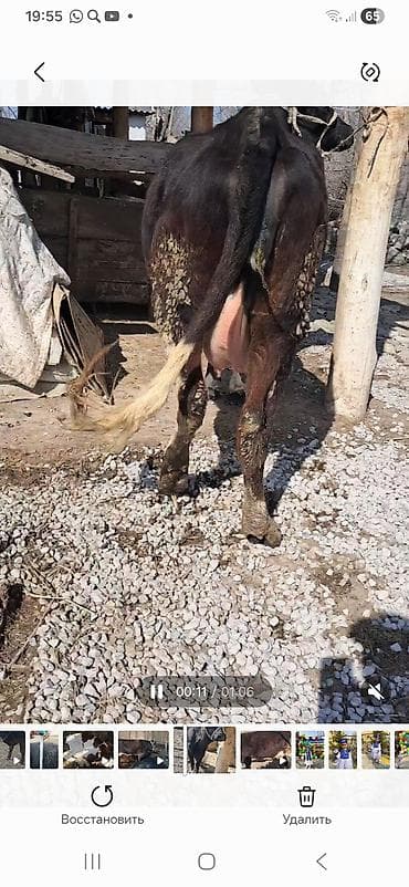 уй корова: Продаю | Корова (самка) | Полукровка | Для молока | После отела — 7