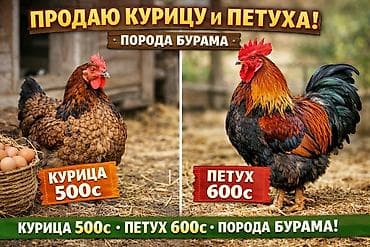 голштинская порода коров цена: Продаю курицу курица 500с петух 600с доставка ест по вызову!!! ест 2 — 3