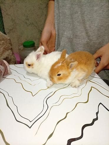 Кролик с окрасом, сочетающим белый и светло-коричневый цвета. Обладает