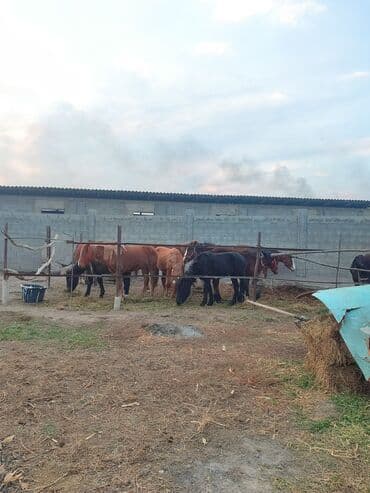 продажа домашних животных: Продаю эркек тайлар ургачый тай полторашка с России 10 голов — 2