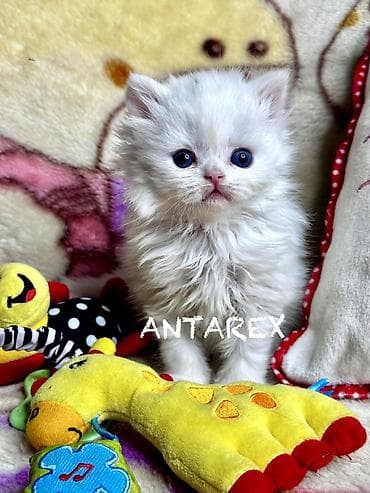 шотландская кошка: Чистопородные шотландские котята от красивой привозной пары (Россия) — 9