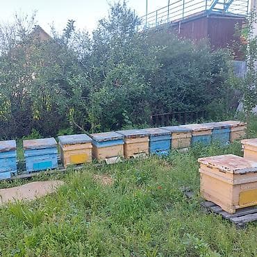 Оборудование для производства: Пасека с ульями (стационарные корпуса разного цвета и размера) - Тип — 2