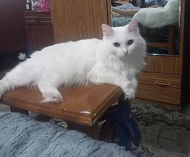 котята каракала в дар: 3 года, Девочка, Кастрирована, Приучена к лотку, Проглистована — 2