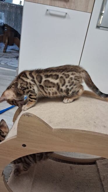 немецкая овчарка щенок в оше: Бенгальская, 2 месяца, Девочка, Приучена к лотку, Проглистована, С документами — 5