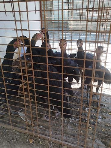 продаю животных: Дакан жожо мекиштер сатылат активный 5 айлык алмашу жолдору бар адрес — 2