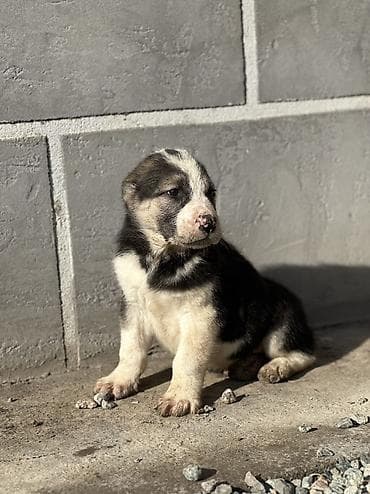 Үй жаныбарлары үчүн товарлар: Щенки алабай месяц почти - Окрас: есть щенки с чёрно-белым и палевым — 7