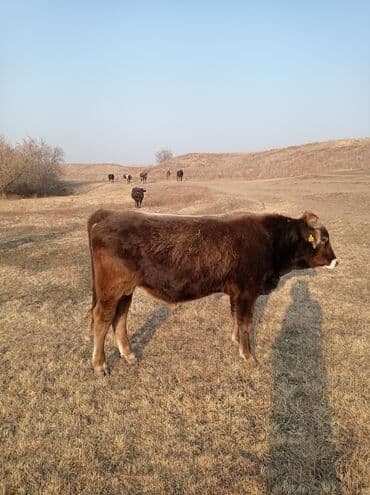 Продаю | Бык (самец) | Швицкая | Для разведения, На откорм | Осеменитель