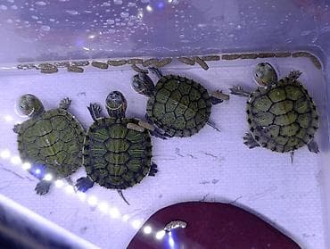 черепашки маленькие купить: Молодые красноухие черепашки (Trachemys scripta elegans), 150 за шт. в — 1