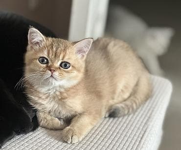 золотая шиншила: Скотиш Страйт (Шотландская прямоухая), 3 месяца, Мальчик, Серебристая шиншилла, Приучена к лотку — 4