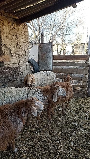 собаки тайган: Сатам | Ургаачы кой (ургаачы) | Гиссар | Көбөйтүү үчүн — 5