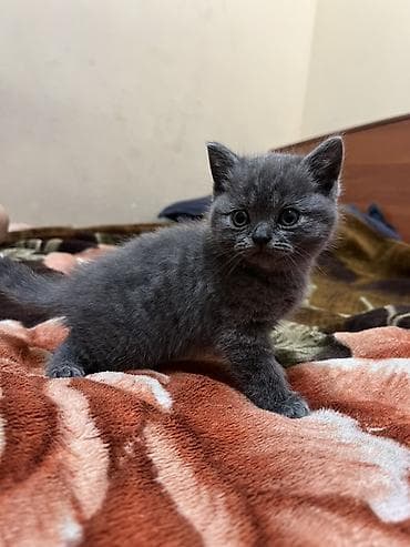 британская короткошёрстная кошка цена: Продаются шотландские короткошёрстные котята, окрас темный графит и — 4