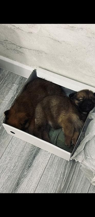 щенки ретривер: Щенки метисы, малыши с густой пушистой шерстью тёплых рыже-коричневых — 2