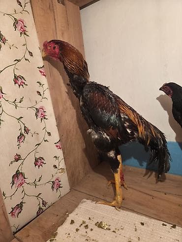 куриные лапы: Продаю | Петух | Бойцовая | Для разведения — 1