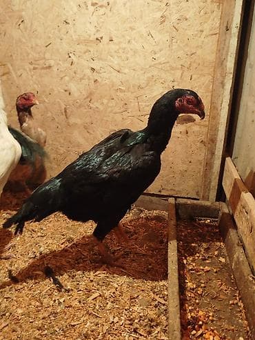 дончак кулун: Сатам | Тооктор — 10