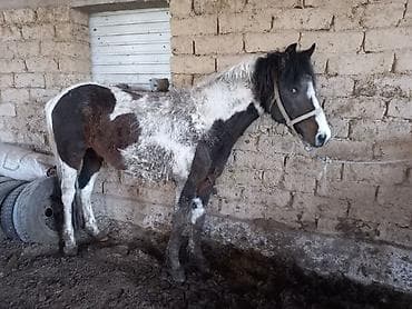 жылкы жаныбар: Сатам | Байтал | Жумушка — 1