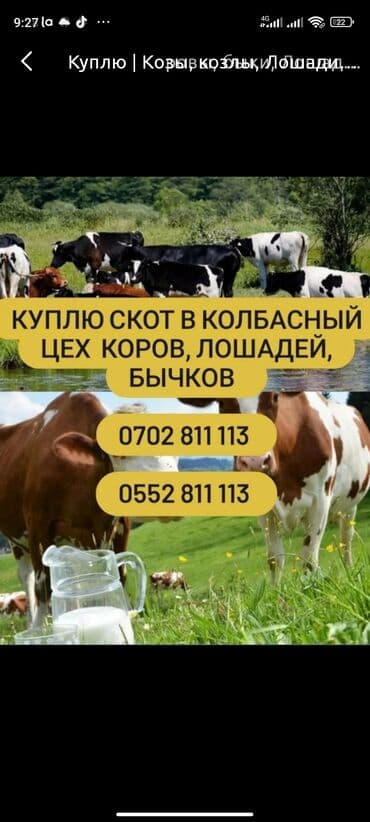Куплю | Коровы, быки, Лошади, кони, Бараны, овцы | Любое состояние, Забитый, На забой, на мясо