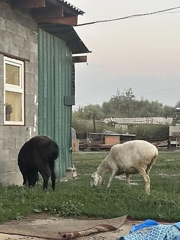 Айыл-чарба жаныбарлары: Сатам | Ургаачы кой (ургаачы) | Көбөйтүү үчүн — 6