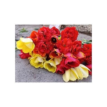 букет из бабочка: Тюльпаны срезом оптом Бишкек собираются ночью когда бутоны закрыты - — 1