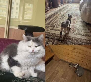 сколько стоит поводок для кошек: Стрижка кошек (груминг) с моделированием “лев” - Профессиональная — 4