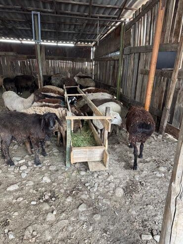 купить шотландский вислоухий: Продаю | Овца (самка) | Полукровка | Для разведения | Матка — 7