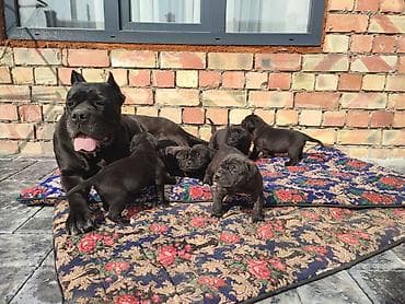 Вязка собак: Чистокровные щенки кане-корсо. Вет.книжка + щенячья карта — 2