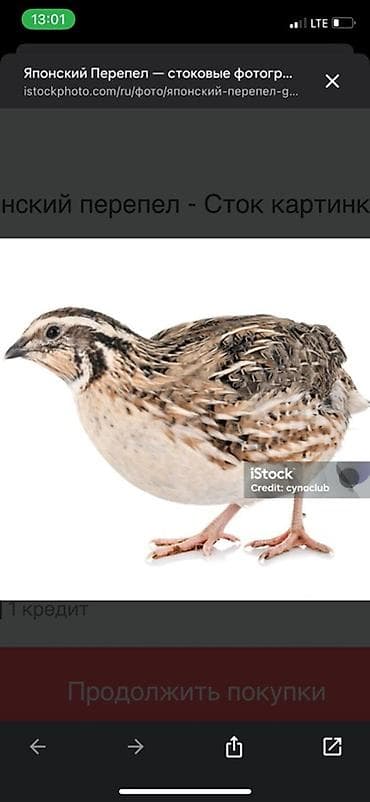 баланы: Подаю самцов перепелок на мясо - Масса:180 /190/230/250 грамм живым — 1