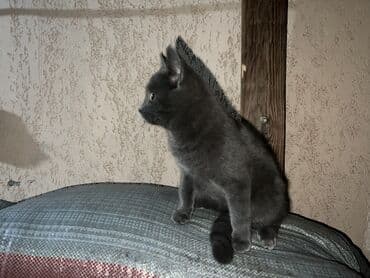 показы 1 354 72 договорная кошка даром британская короткошёрстная 1 год мальчик метис 2 позвонить написать: Шотландский котенок — 1