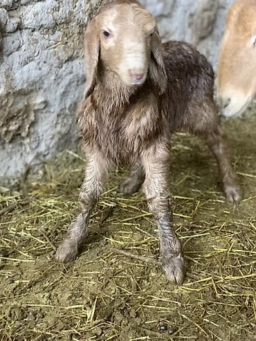 ат жабу: Сатам | Кочкор (эркек) | Арашан | Көбөйтүү үчүн | Жасалма жол менен боозутуу — 6