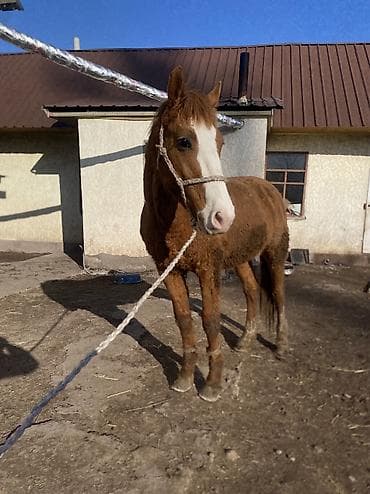 Собаки: Продаю | Конь (самец) | Полукровка | Рабочий — 10