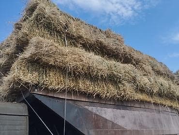 туки сена: Чөп жүктөп беребиз балдар бар чалгыла - Натуральное луговое сено — 1
