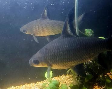 мальки рыб купить: В продаже акулий балу 2 шт,цена 1000(около 20см) и 1500 (около 25 см) — 1