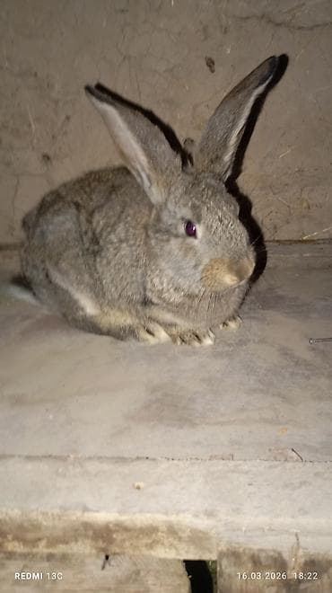 аталык корм: Сатам | Эркек коен | Декоративдик | Көбөйтүү үчүн | Асыл тукумдуу — 5