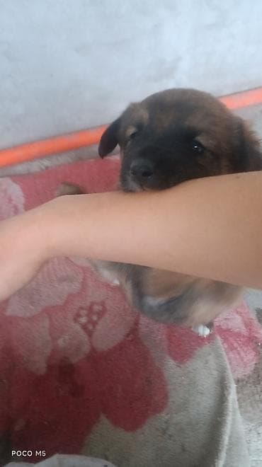 кани корсо: Отдам щенят. Порода метис,но отец овчарка, крупная порода,и поэтому — 7