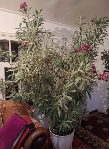 Офис жана холго