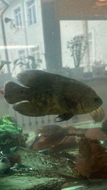 сколько стоит кролик домашний: Продаю рыбы БОЛЬШИЕ для домашнего аквариума Подходят тем, кто ищет — 4