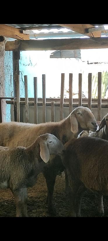 Другие животные: Продаю | Овца (самка) | Арашан | Для разведения | Ярка — 6