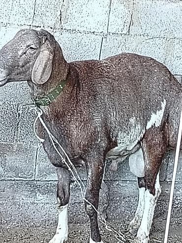 забой кур: Кочкор крупный высокий здоровый. Полукровка — 4