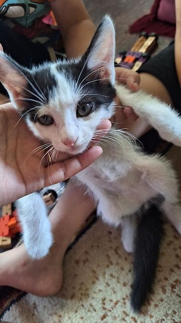 ориентальная кошка цена: Котята, домашние, короткошёрстные. - Окрас: один черно-бело-серый (с — 2
