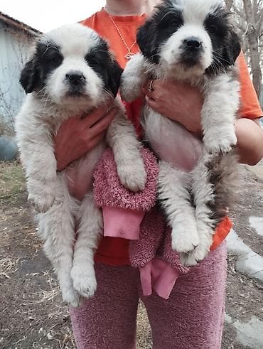 собака щпиц: Сенбернар, 1 месяц, Самка — 2