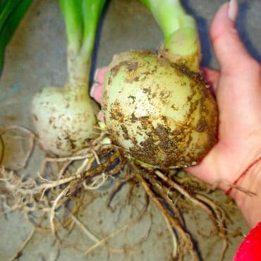 индийский форма: Лук Платная доставка, Самовывоз — 1