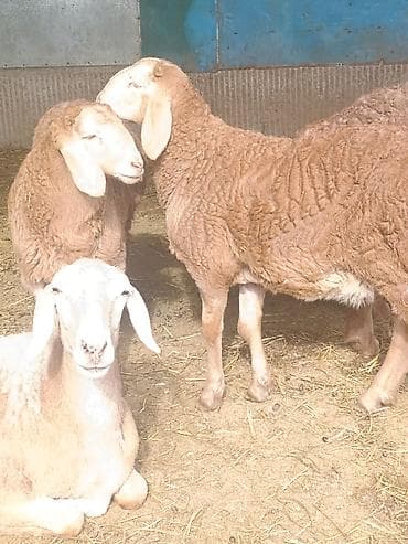 шамо дакан: Продаю | Ягненок, Баран (самец) | Арашан | На забой, Для разведения | Племенные, Осеменитель — 9