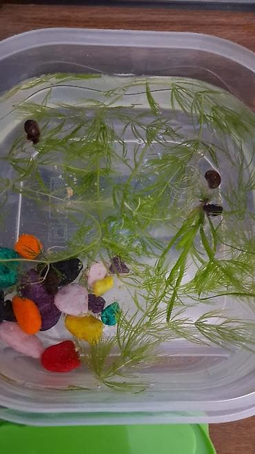 купить бычка: Продаю улиток морских маленького размера — 2