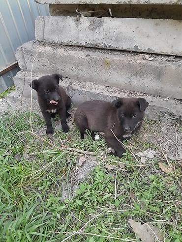 Щенки метисы, короткошёрстные, чёрные с белыми отметинами на груди и