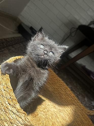 британская кошка цена бишкек: Британская короткошёрстная, 1 месяц, Мальчик, Приучена к лотку, Проглистована — 9