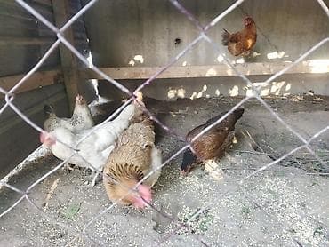 утка цыпленок: Продаю | Куры | Домашняя | Несушки — 3